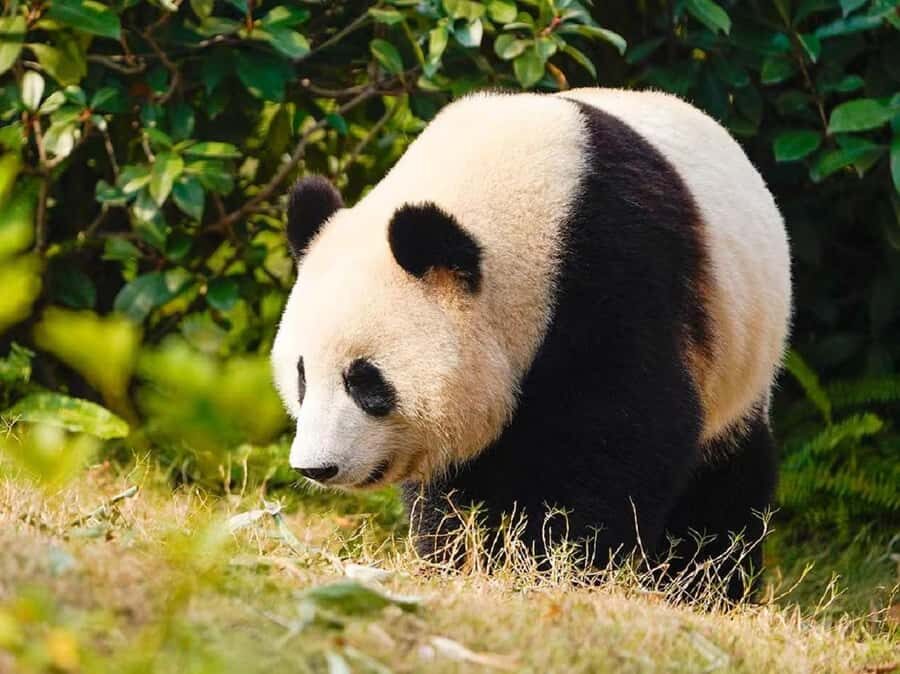 Guangzhou: Guangzhou Zoo Official Entry Ticket with Pandas - Who Should Visit Guangzhou Zoo?