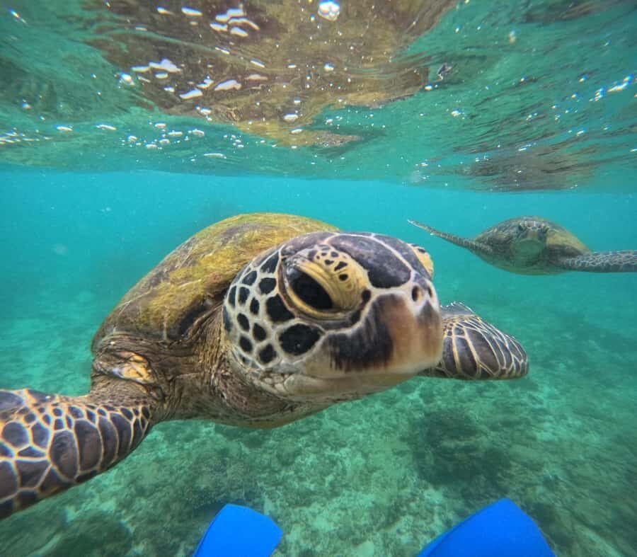 Hikkaduwa: Amazing Snorkeling with Coral, Fish & Turtles - What You Can Expect: A Breakdown of the Experience