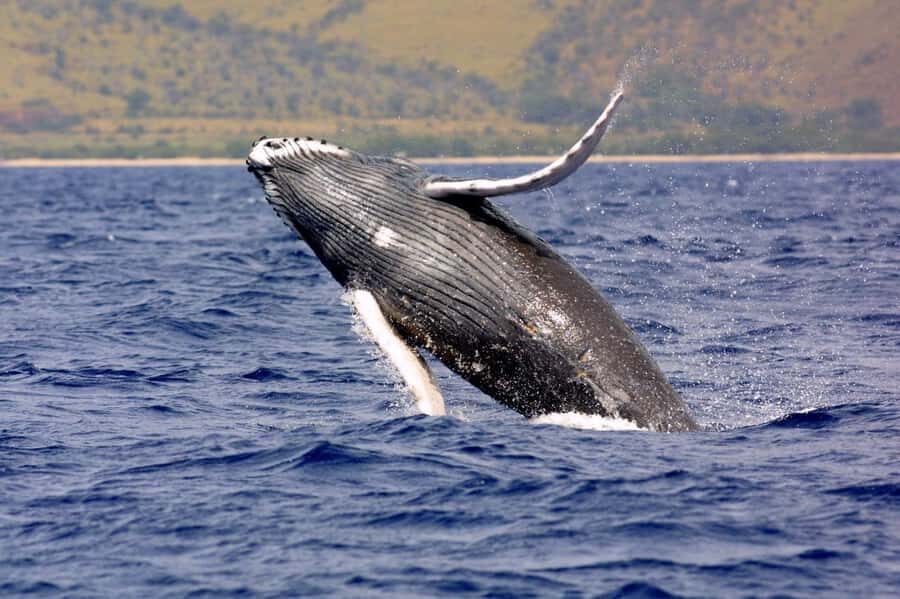 Hilo: Humpback Whale-Watching Cruise with Snacks and Drinks - The Sum Up: A Worthwhile, Authentic Ocean Adventure