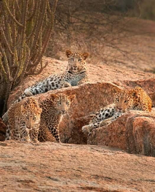 Jaipur: Jhalana leopard safari tour with hotel pickup & drop - What Are the Limitations?