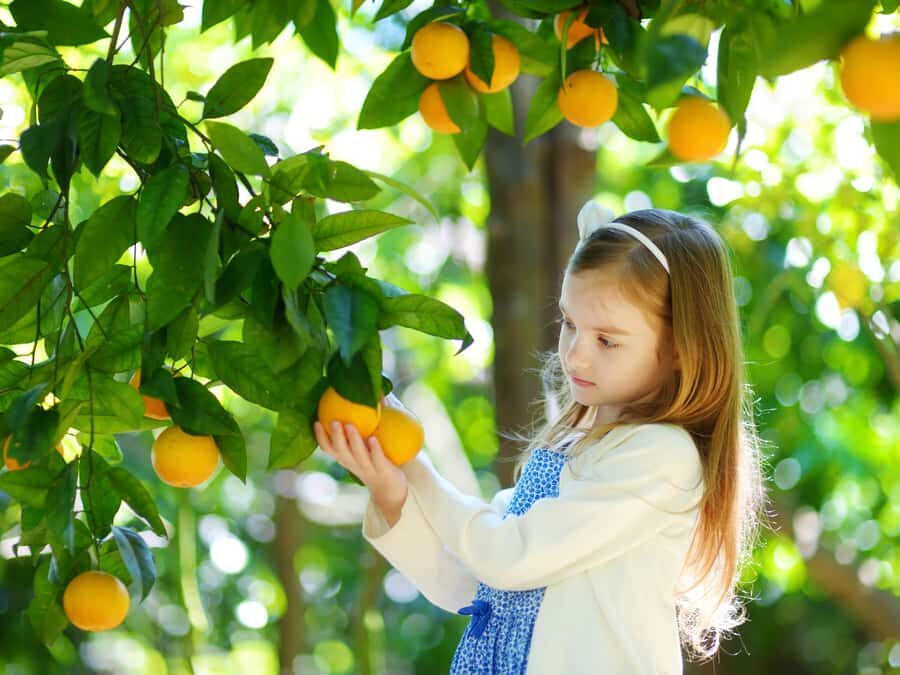 Jeju: Hotel Pickup East Snow, Camellia, Tangerine Picking - Practicalities and Value: What Travelers Need to Know
