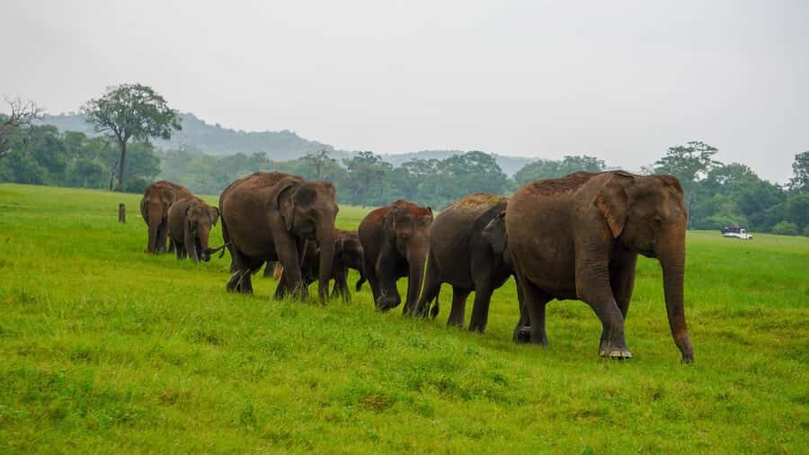 Minneriya Safari: Morning Birds or Afternoon Herds - Who Should Consider This Safari?