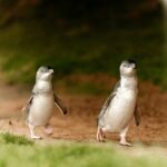 Phillip Island Tour - Koala's, Wallabies & Little Penguins. - The Nobbies Centre and Seal Rocks