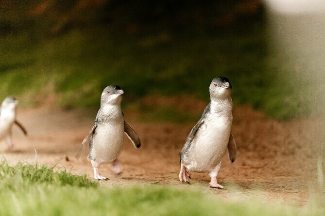 Phillip Island Tour - Koala's, Wallabies & Little Penguins. - The Nobbies Centre and Seal Rocks