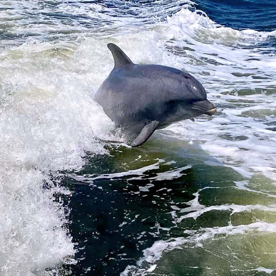 Private Dolphin Sightseeing Tour for up to 6, Pensacola Bch - Analyzing the Value