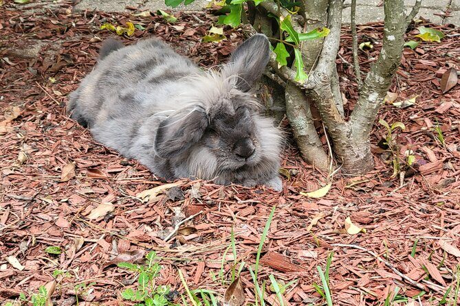 Private Rabbit and Chicken Petting Experience in Navarre - Authentic Experiences and Authentic Reviews