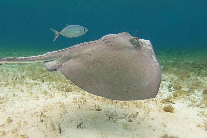 Private snorkeling tour to El Cielo - Meeting Point and Logistics