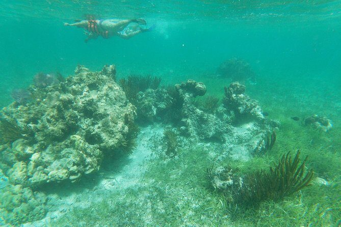 Reef Snorkel, underwater adventure in Puerto Morelos With Transportation & Lunch - Who Should Consider This Tour?