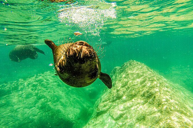 Sea Lion Snorkeling & Island Beach Picnic  Espíritu Santo Tour - Final Thoughts: Is This Tour Right for You?