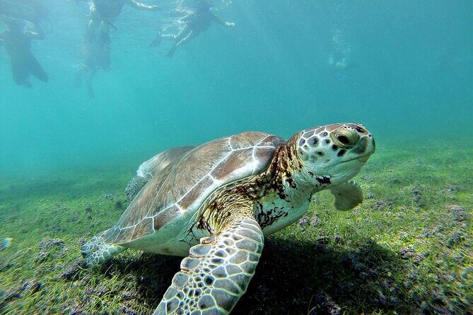 Turtle Swim & Tulum Ruins! Round Transportation from Playa del Carmen - How Does It All Add Up in Terms Value?