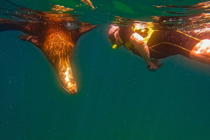 Whale Sharks and Sea Lions Snorkeling Picnic at Balandra Beach - The Itinerary Breakdown: What You Can Expect