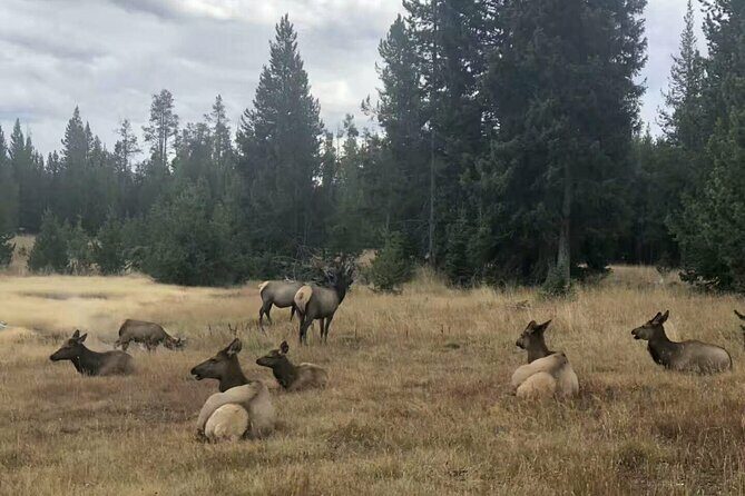 Yellowstone Grand Teton and Coeur dAlene 5-Day Tour from Seattle - Who Will Love This Tour?